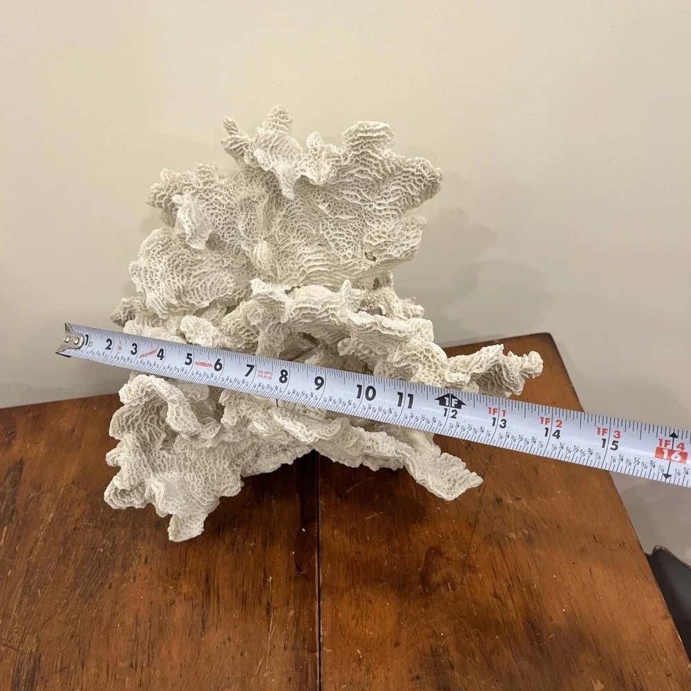 Huge Natural Lettuce Coral Skeleton Reef Specimen Coastal Shelf Decor 14x10.5x8
